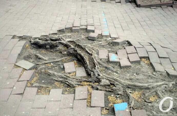 Екатерининская, корень дерева