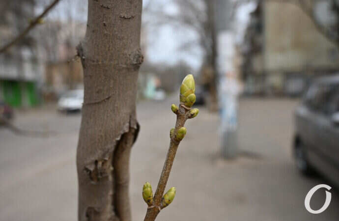 Весна по-одесски: как расцветает город – фоторепортаж