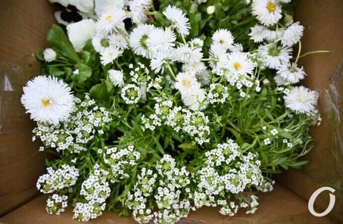 Зеленый театр, цветы