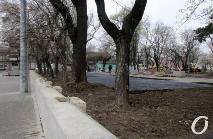 Алексеевский сквер, деревья