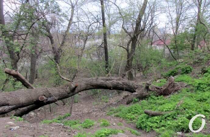 склоны под бульваром Жванецкого12