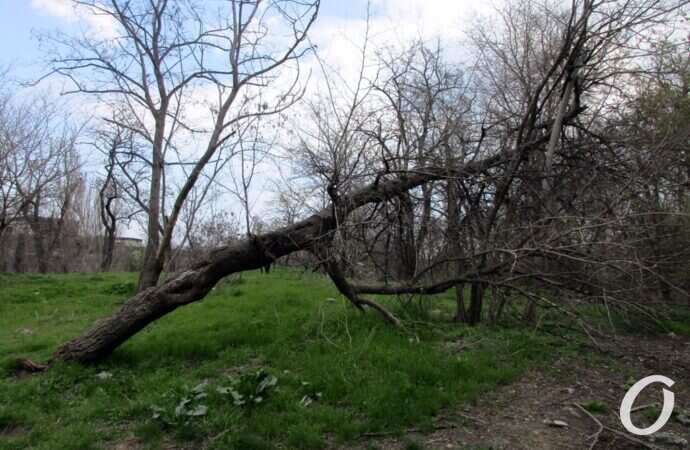 склоны под бульваром Жванецкого23