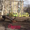 Кто должен спиливать аварийные деревья в Одессе?