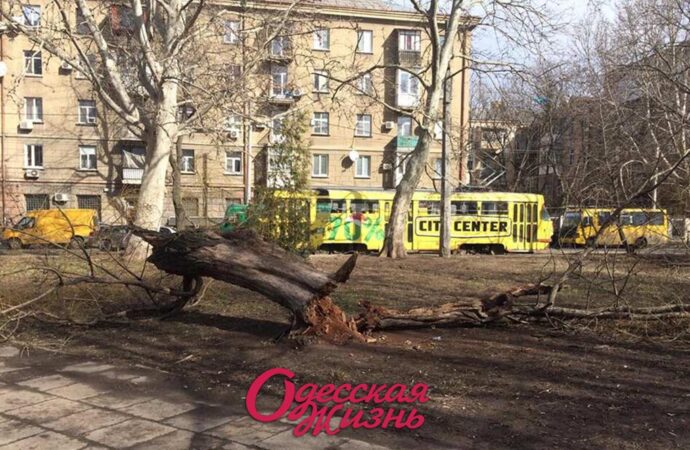 Кто должен спиливать аварийные деревья в Одессе?