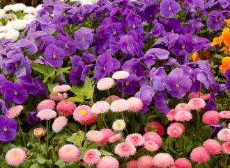 В Одессе хотят высадить 200 тысяч весенних цветов (видео)