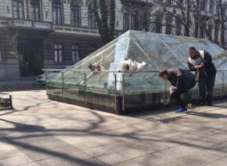 В центре Одессы у «фотобизнесменов» отобрали голубей со склеенными крыльями