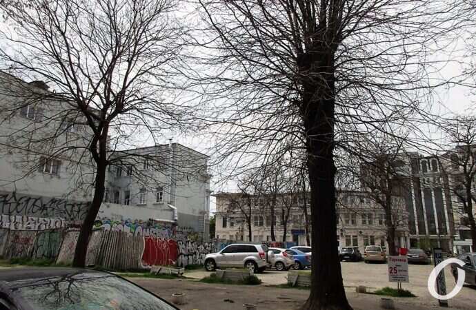 Красный переулок, деревья