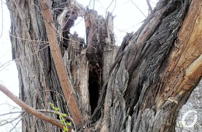 Красный переулок, дерево