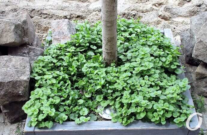 Красный переулок, зелень