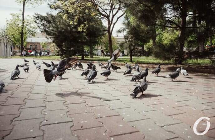 май в центре Одессы, голуби