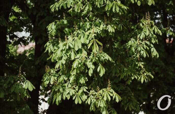 май в центре Одессы, каштан