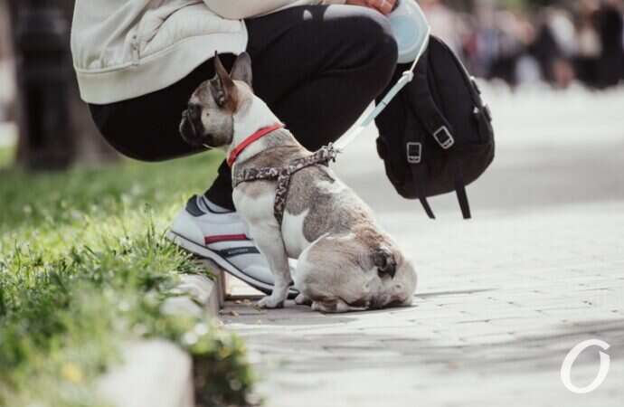 май в центре Одессы, собака