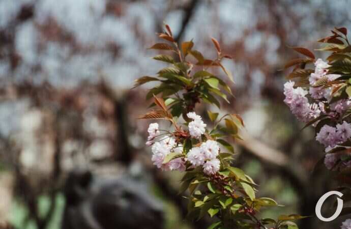 май в центре Одессы, дерево