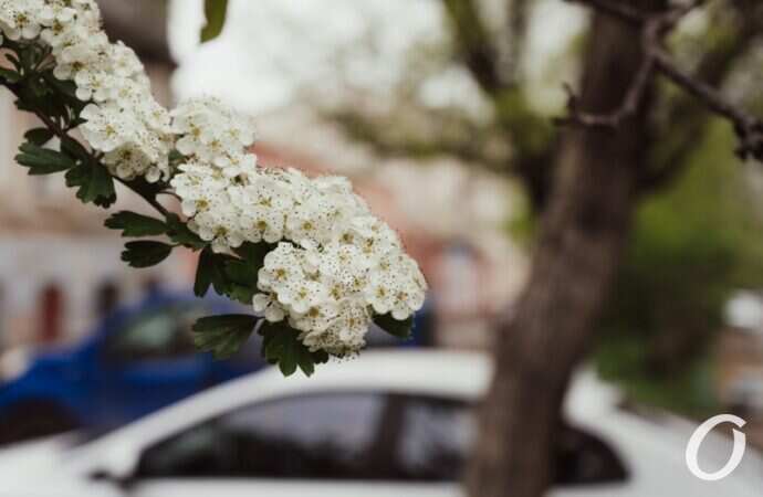 Одесса после дождя14