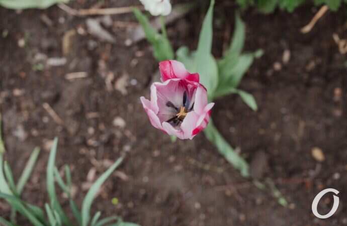 Одесса после дождя13