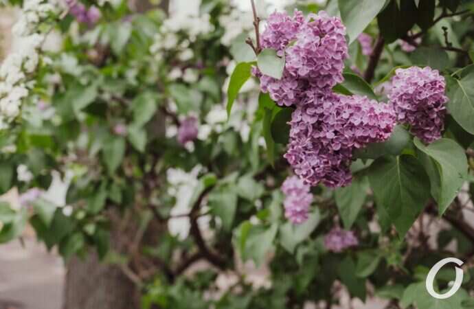 Одесса после дождя11