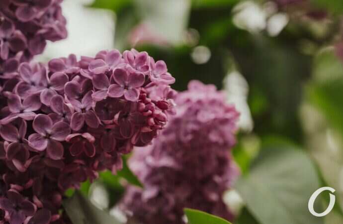 Одесса после дождя10