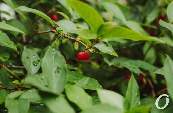 Одесса после дождя8