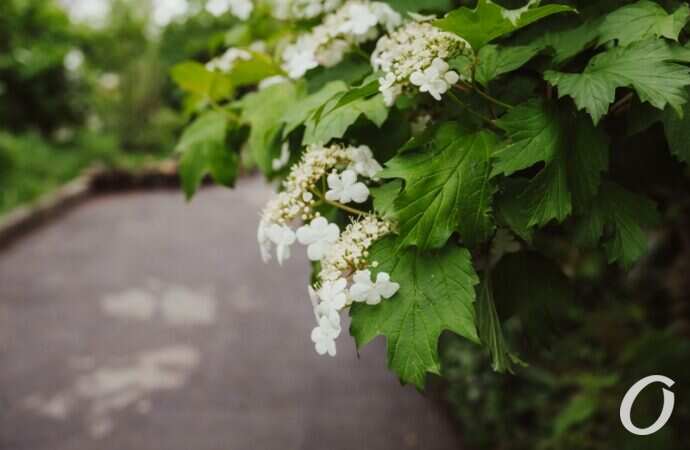 Одесса после дождя6