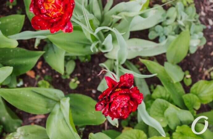 Одесса после дождя5