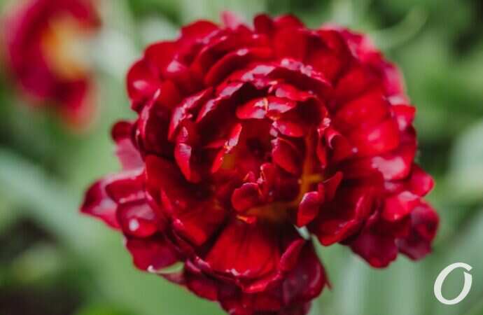 Одесса после дождя4