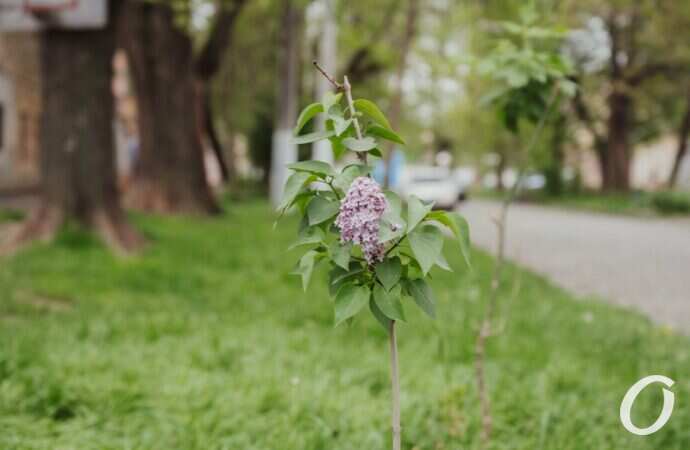 Одесса после дождя3