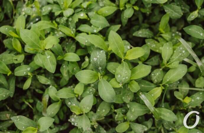 Одесса после дождя2