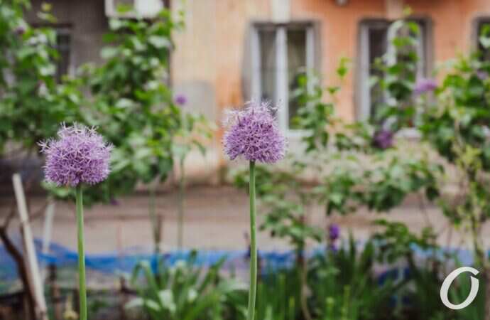 Одесса после дождя