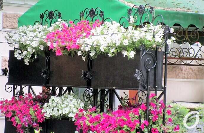 Горсад в мае, цветы