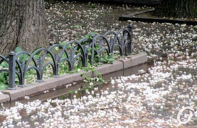 Горсад в мае, каштан опал