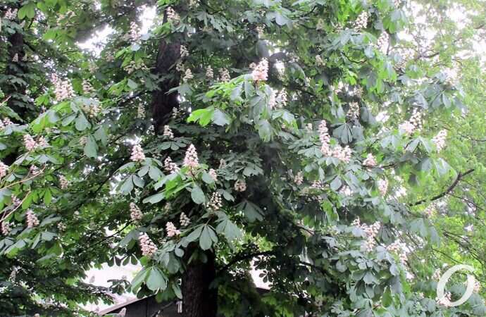 Горсад в мае, каштан