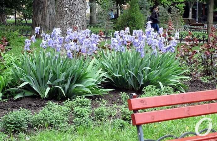 Горсад в мае, ирисы