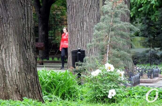 Горсад в мае, деревья