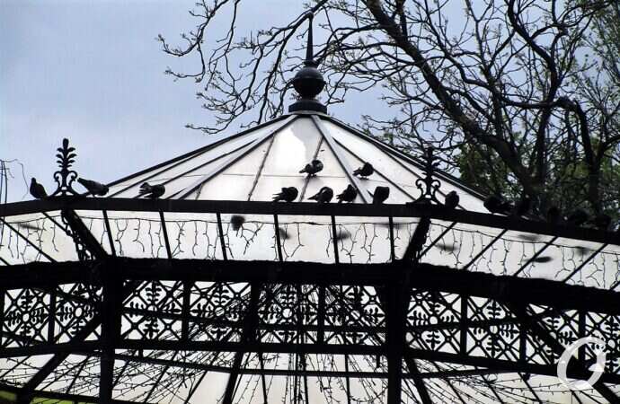 Горсад в мае, голуби