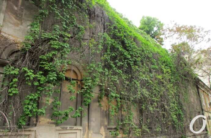 Военный спуск, плющ