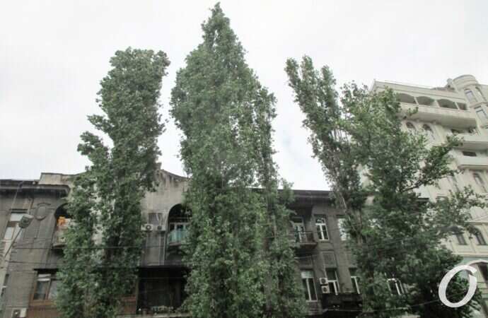 Военный спуск, деревья