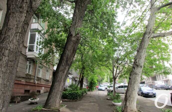 Военный спуск, дорога, деревья