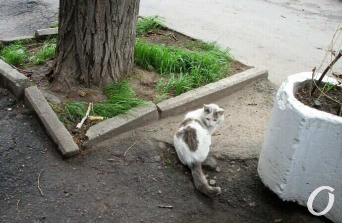 Военный спуск, котик