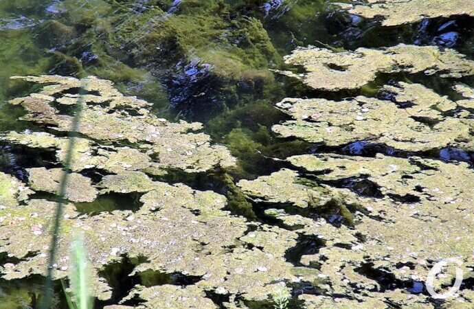 Дюковский парк, большой пруд10