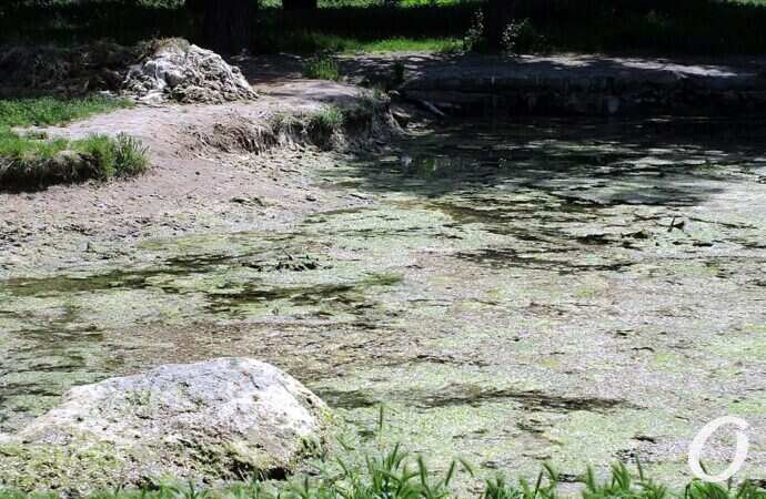 Дюковский парк, большой пруд2