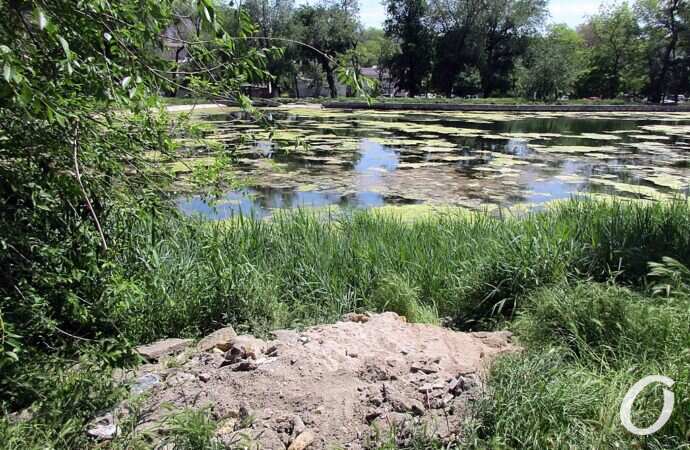 Дюковский парк, большой пруд5