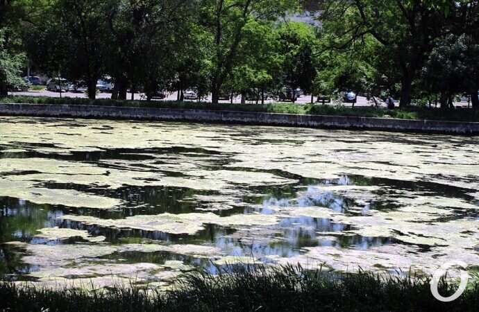 Дюковский парк, большой пруд6