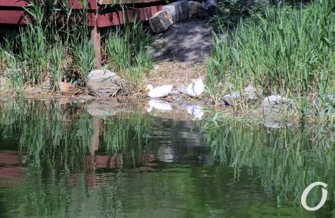 Дюковский парк