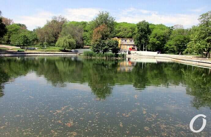 Дюковский парк, малый пруд4