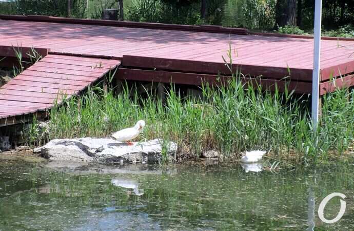 Дюковский парк, малый пруд10