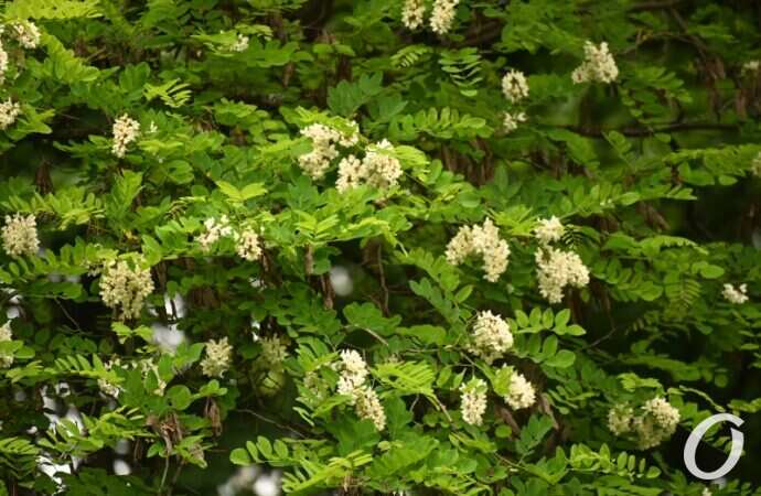 Одесская акация