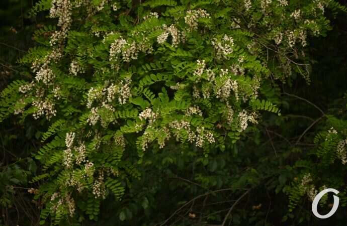 Одесская акация10