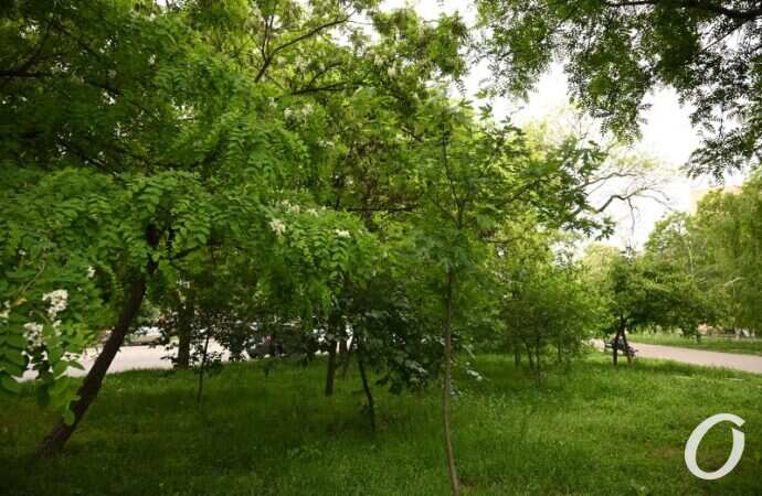 Одесская акация11