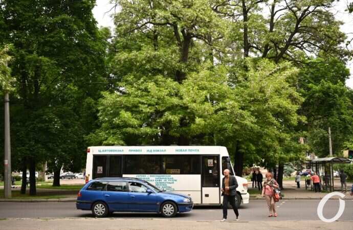 Одесская акация12