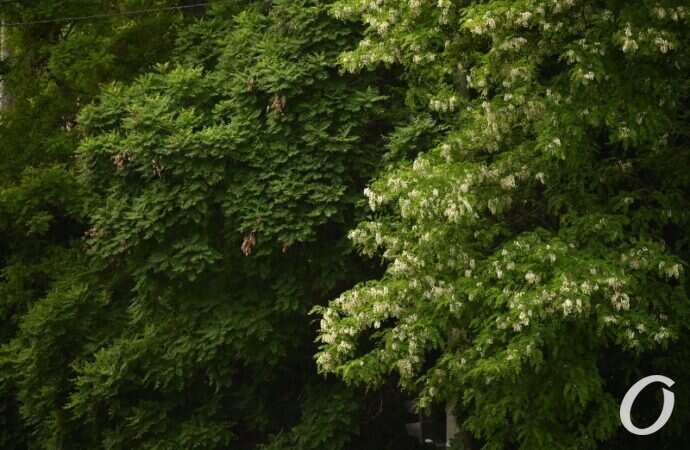 Одесская акация13